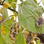 IMG_1030.special size